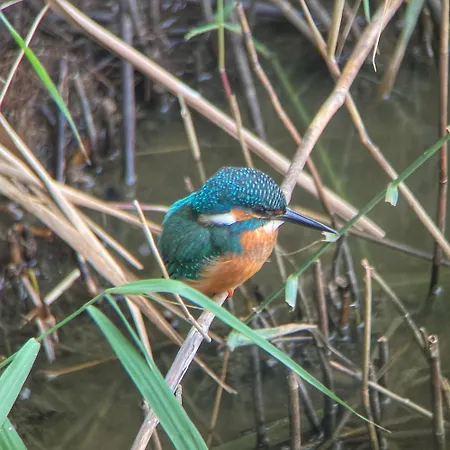 게스트하우스 Chez Marie 3*